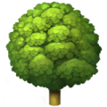Pohon